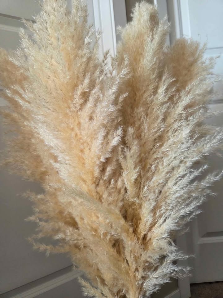 Pampas grass - photo 2