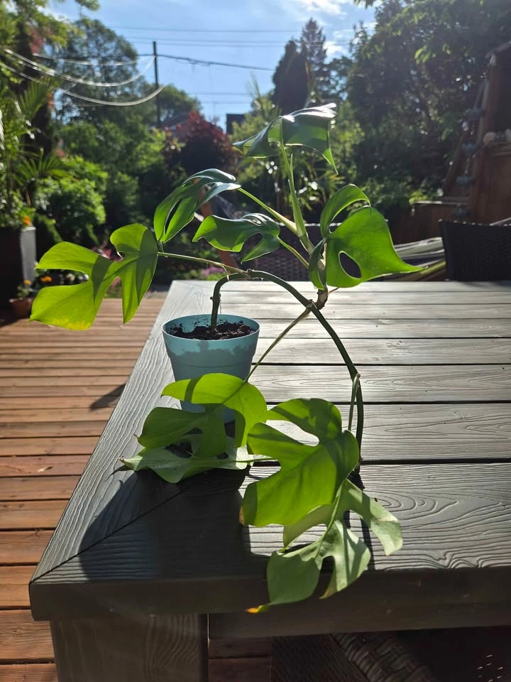 Baby Rhaphidophora tetrasperma, the mini monstera for just $10!