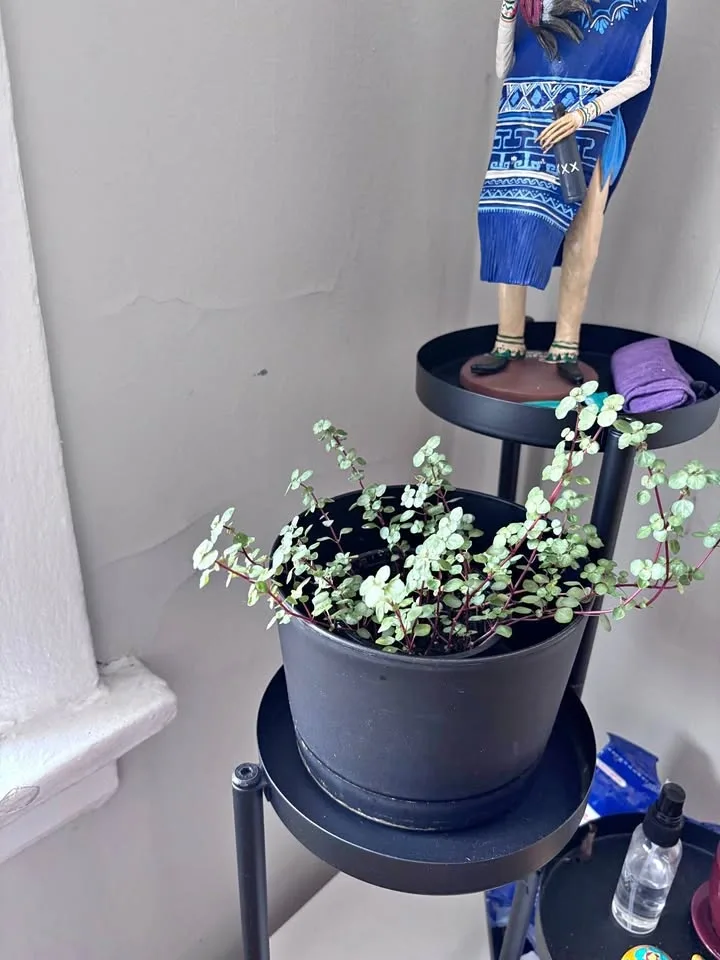 Pilea Glauca plant w/ pot