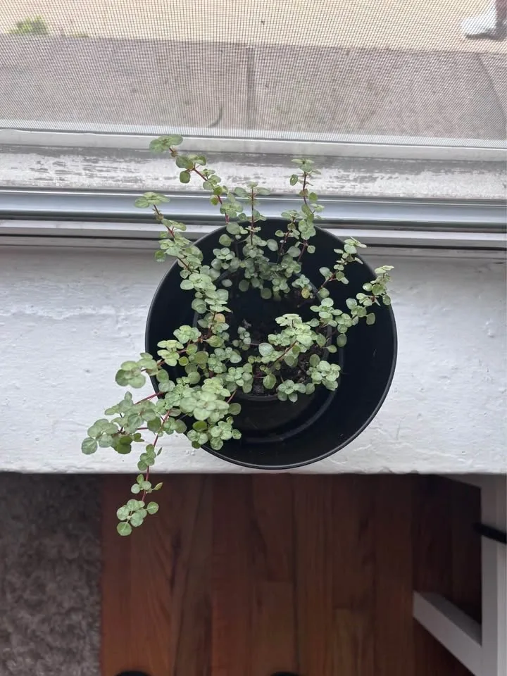 Pilea Glauca plant w/ pot - photo 2