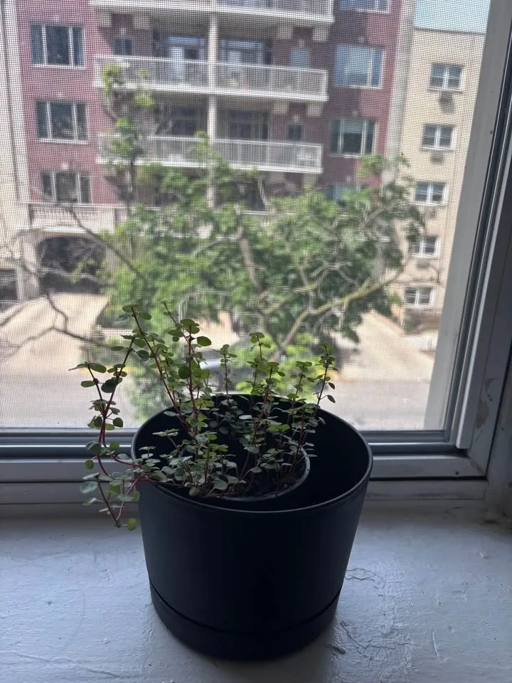 Pilea Glauca plant w/ pot - photo 3