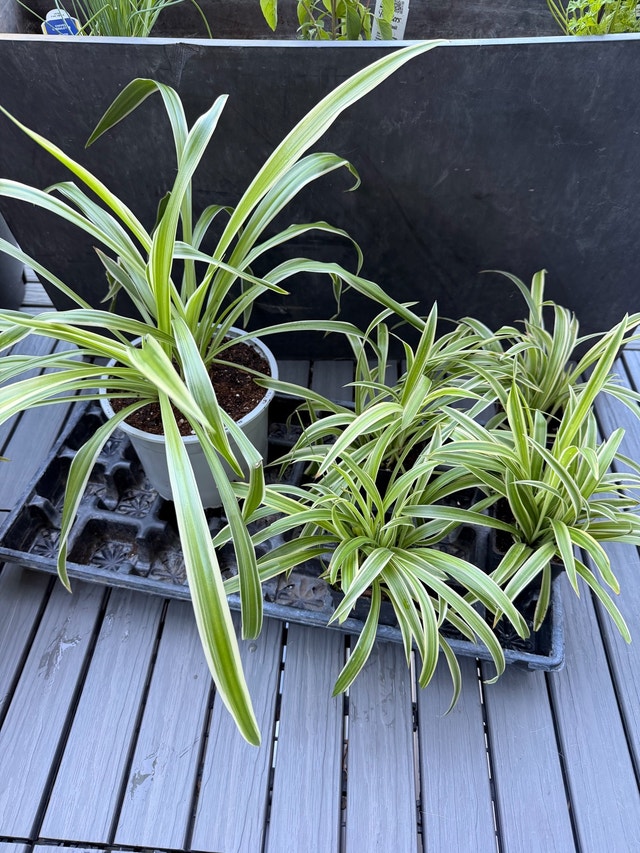 Air Purifying Spider Plants - small and large