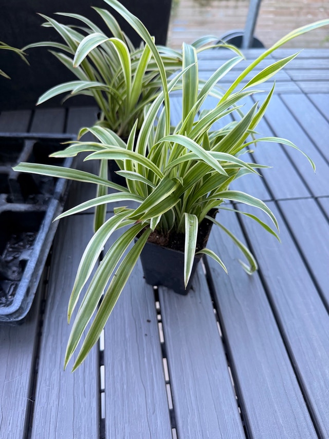 Air Purifying Spider Plants - small and large - photo 2