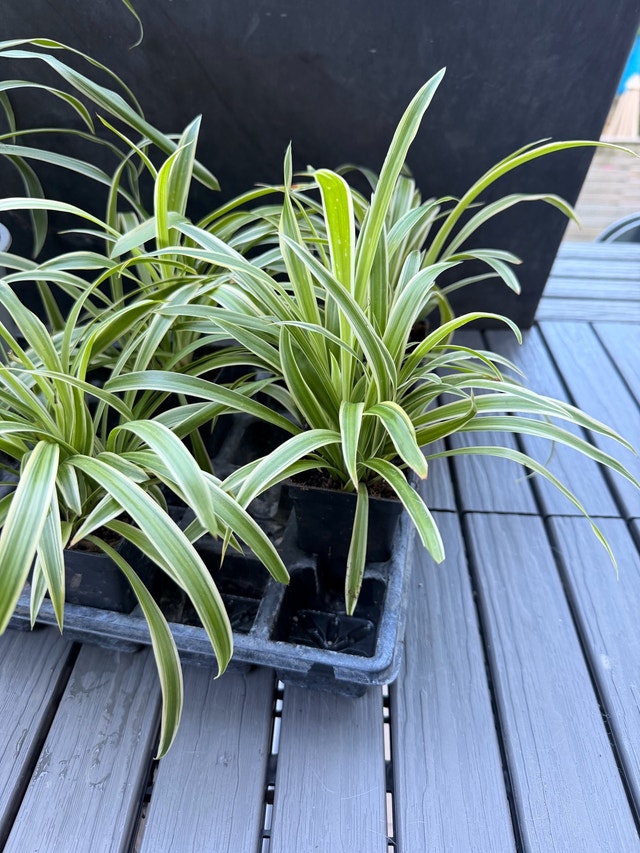 Air Purifying Spider Plants - small and large - photo 3