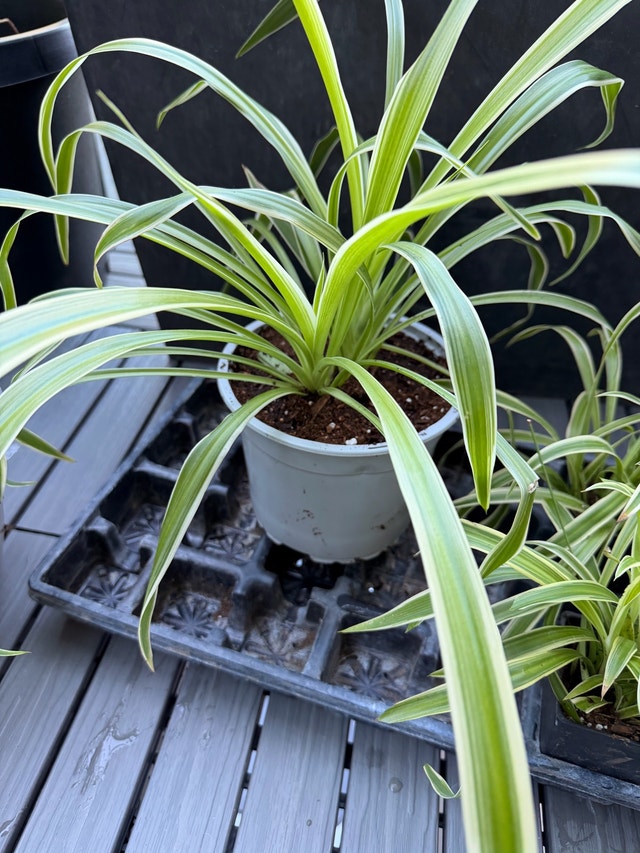 Air Purifying Spider Plants - small and large - photo 4