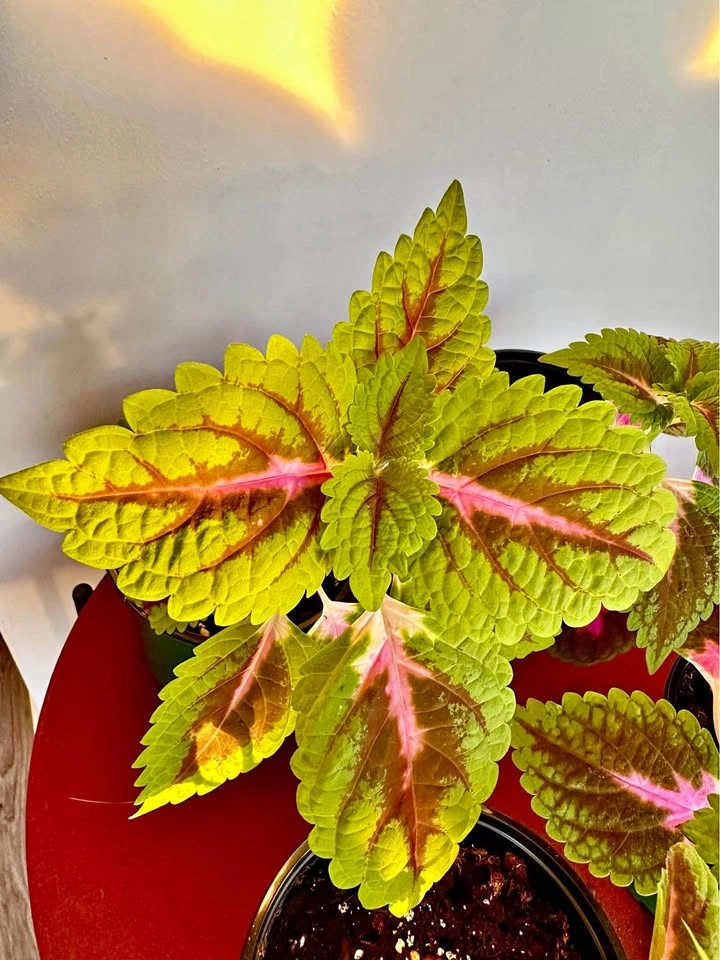 Coleus Plants (4)