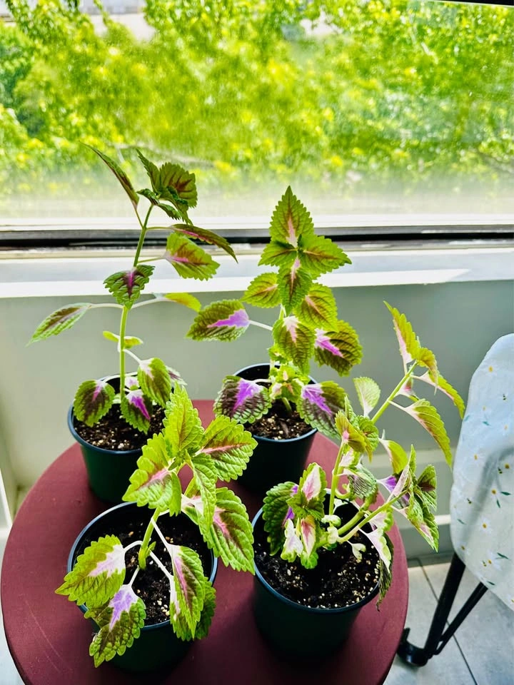 Coleus Plants (4) - photo 2