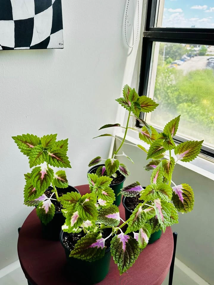 Coleus Plants (4) - photo 3