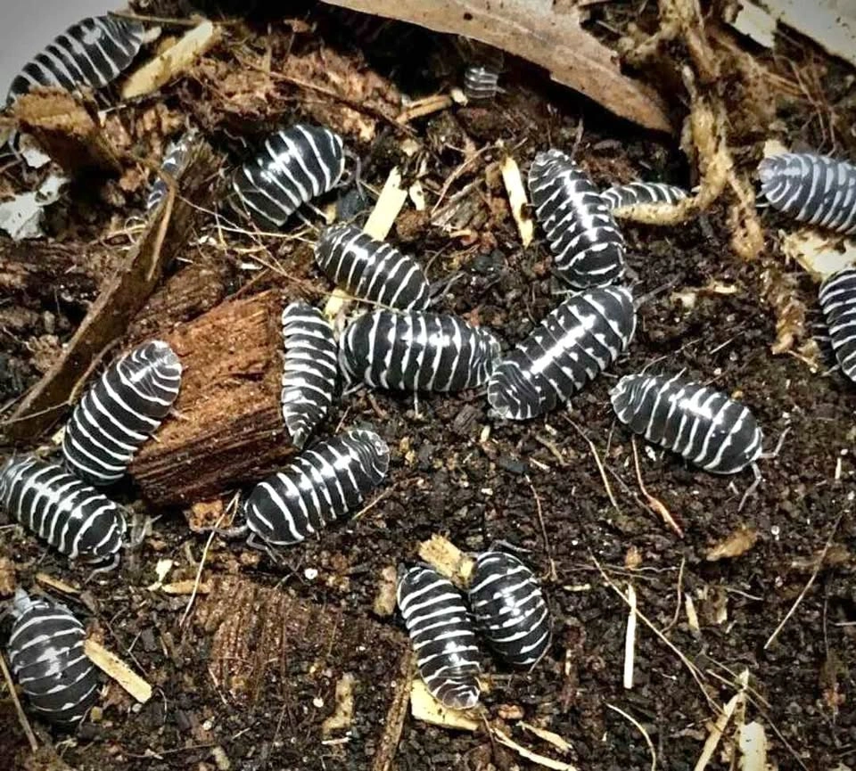 Zebra Isopods (Armadillidium maculatum)