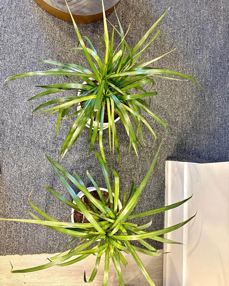 Pair of Dracaena Dragon Trees in Ceramic Pots