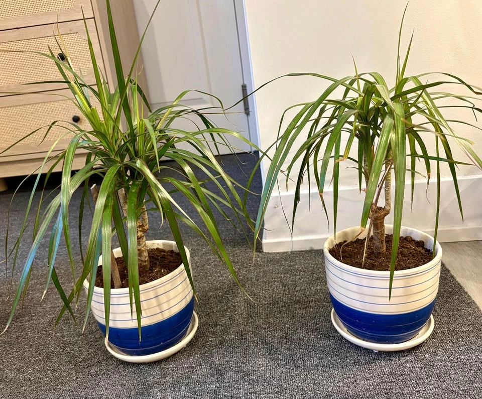 Pair of Dracaena Dragon Trees in Ceramic Pots - photo 2
