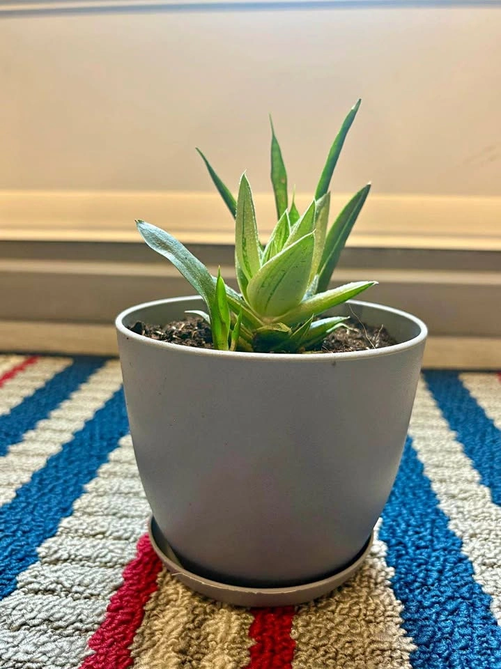 Variegated Haworthia Succulent in Grey Pot with 2 baby snake pla