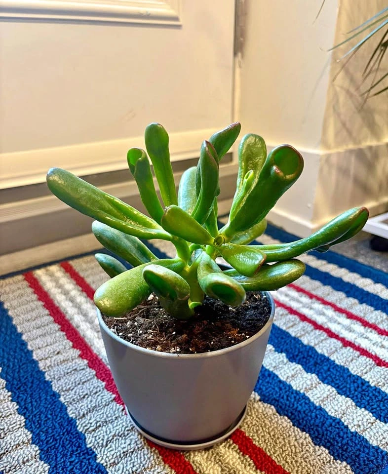 Gollum Jade Succulent in Grey Pot