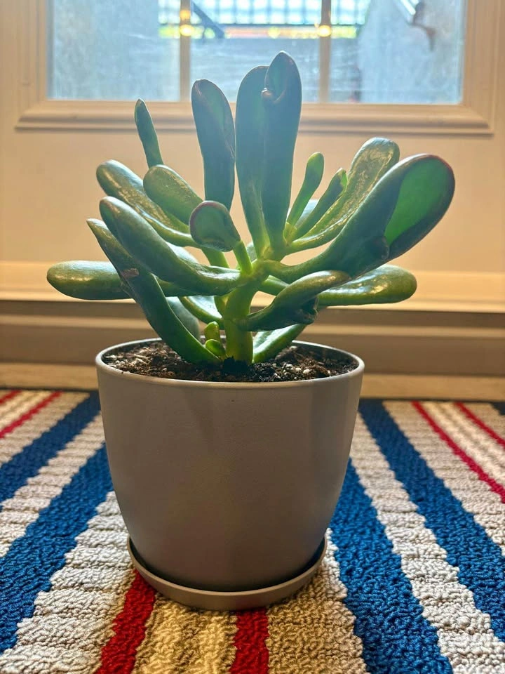 Gollum Jade Succulent in Grey Pot - photo 2