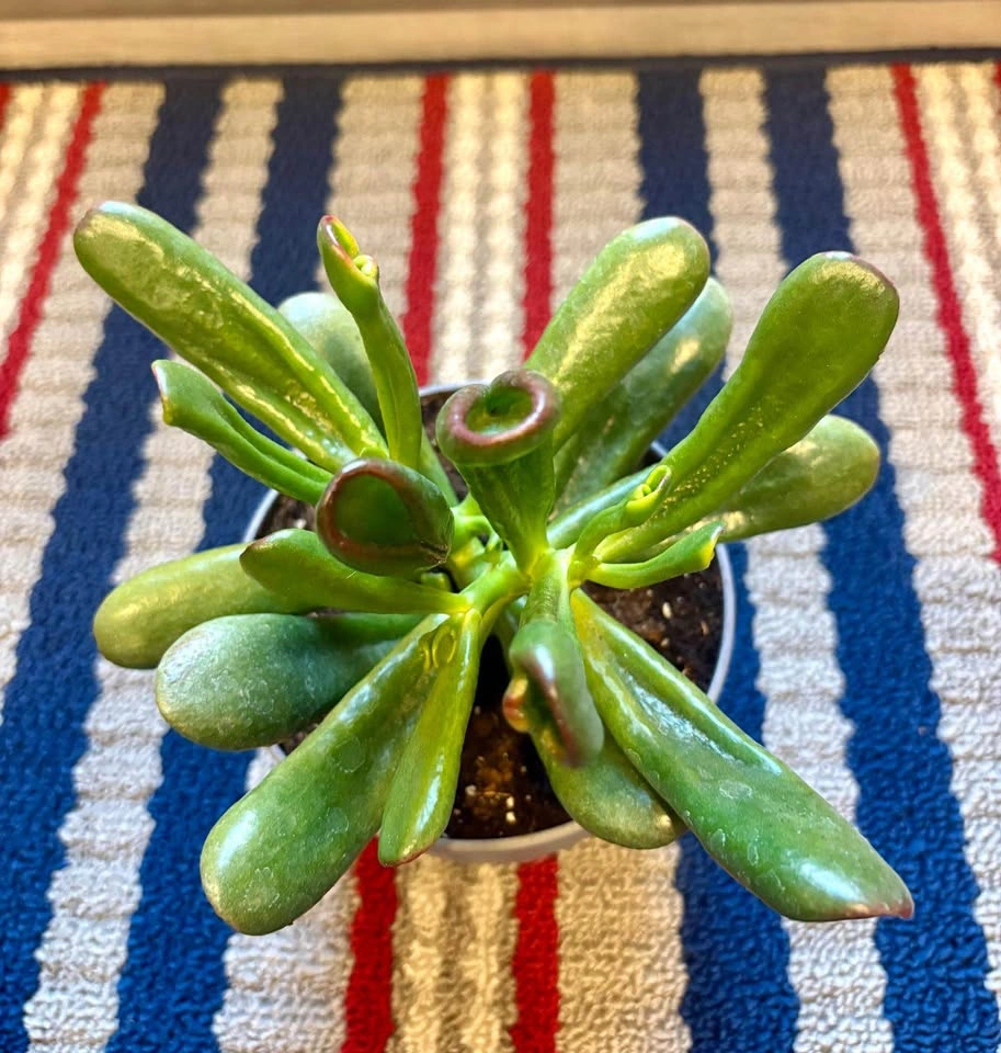 Gollum Jade Succulent in Grey Pot - photo 3