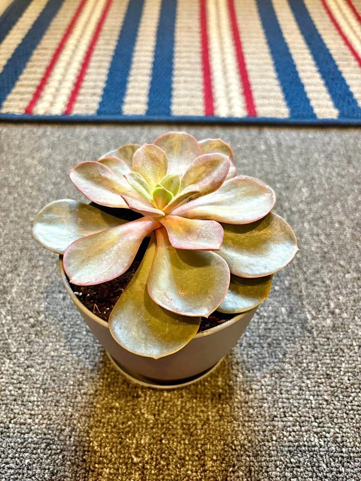 Echeveria Succulent in Grey Pot