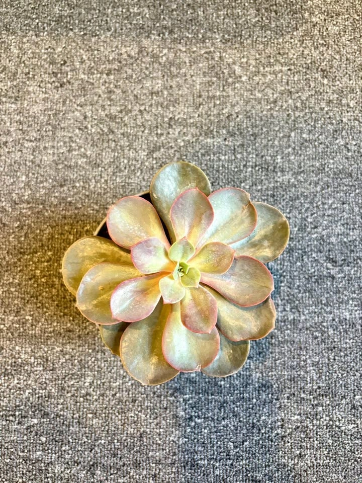 Echeveria Succulent in Grey Pot - photo 2