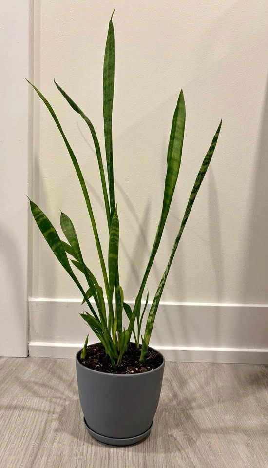 Snake Plant in Grey Pot