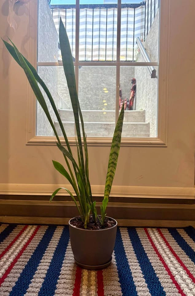 Snake Plant in Grey Pot - photo 2