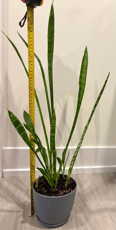 Snake Plant in Grey Pot - photo 3