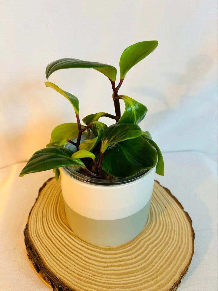 Plant purge. Baby “red canyon” rubber plants 🌱 - photo 2