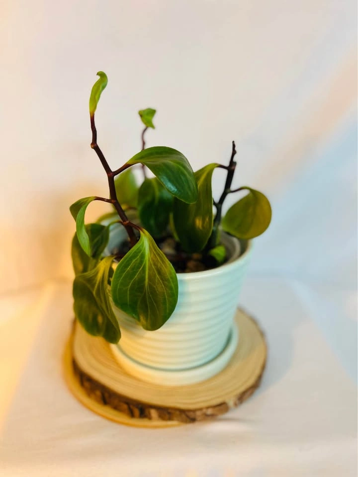 Plant purge. Baby “red canyon” rubber plants 🌱 - photo 3