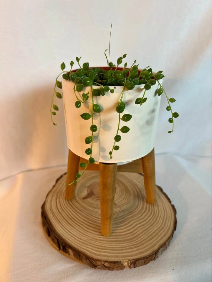 String of Pearls (Senecio rowleyanus) – Healthy & Well Rooted