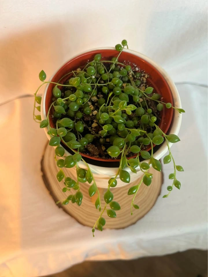 String of Pearls (Senecio rowleyanus) – Healthy & Well Rooted - photo 2