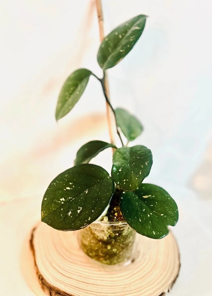 Hoya obavata “splash” plant