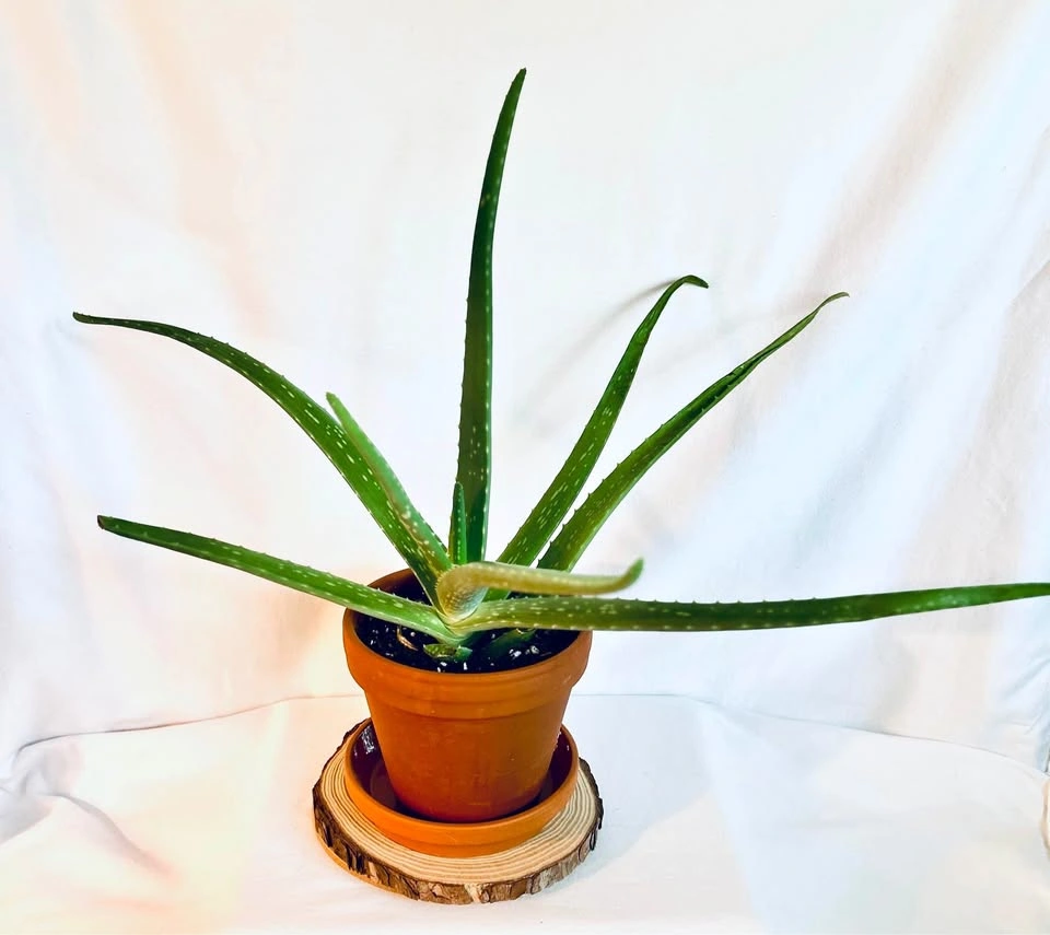 Aloe Vera Plant in Terracotta Pot
