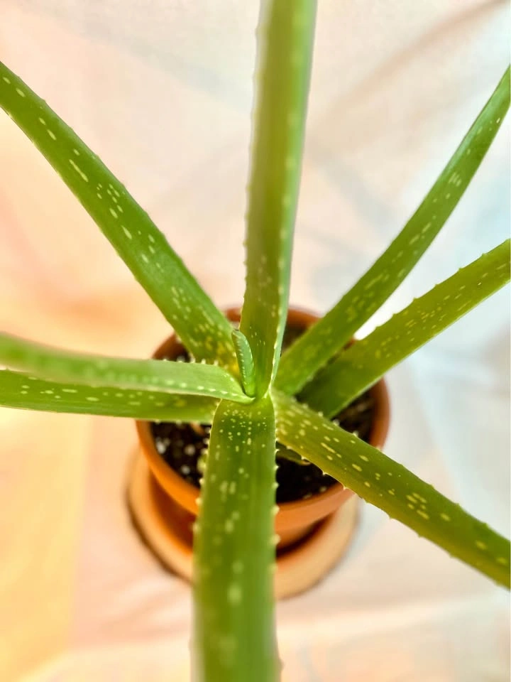 Aloe Vera Plant in Terracotta Pot - photo 2