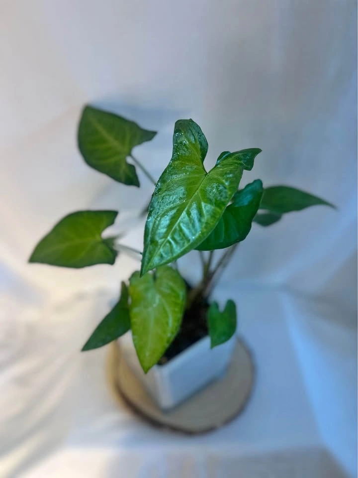 Syngonium Gold/Cream Allusion – Healthy Established Plant
