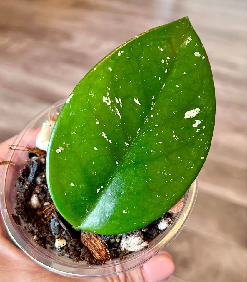 Hoya obavata Splash Cutting in soil 🌱