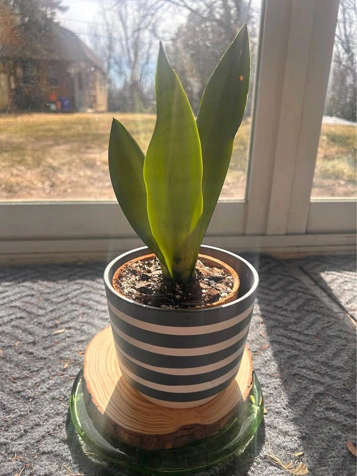 Moonshine Sansevieria