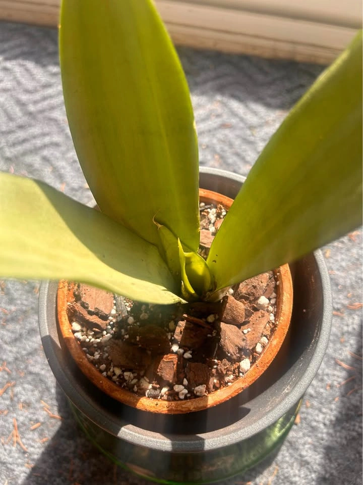 Moonshine Sansevieria - photo 2