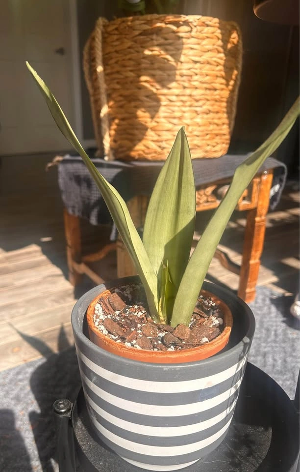 Moonshine Sansevieria - photo 3