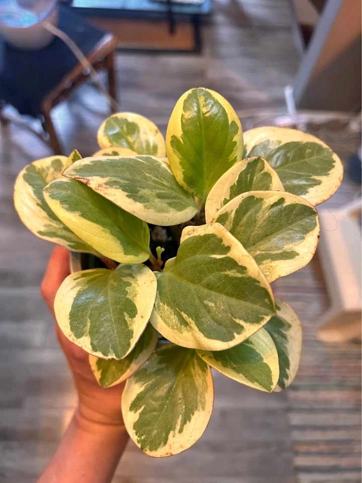 Peperomia clusiifolia “tricolor” jelly plant
