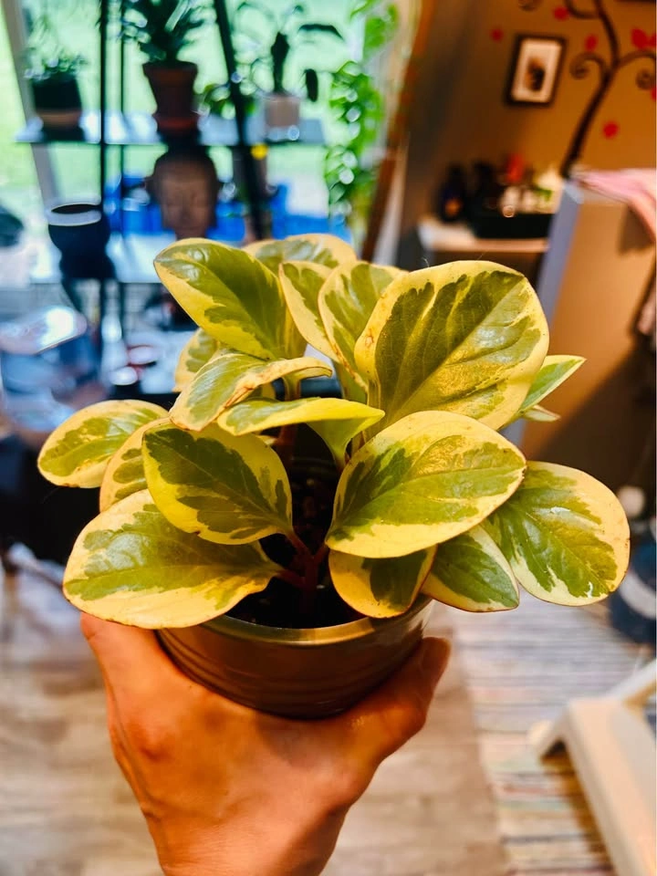 Peperomia clusiifolia “tricolor” jelly plant - photo 2