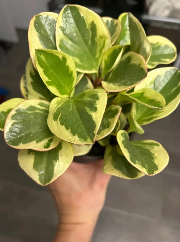 Peperomia clusiifolia “tricolor” jelly plant - photo 3