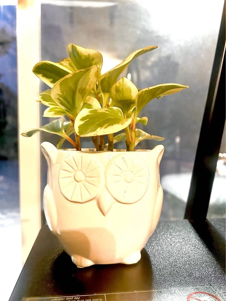 Peperomia clusiifolia “tricolor” jelly plant - photo 4