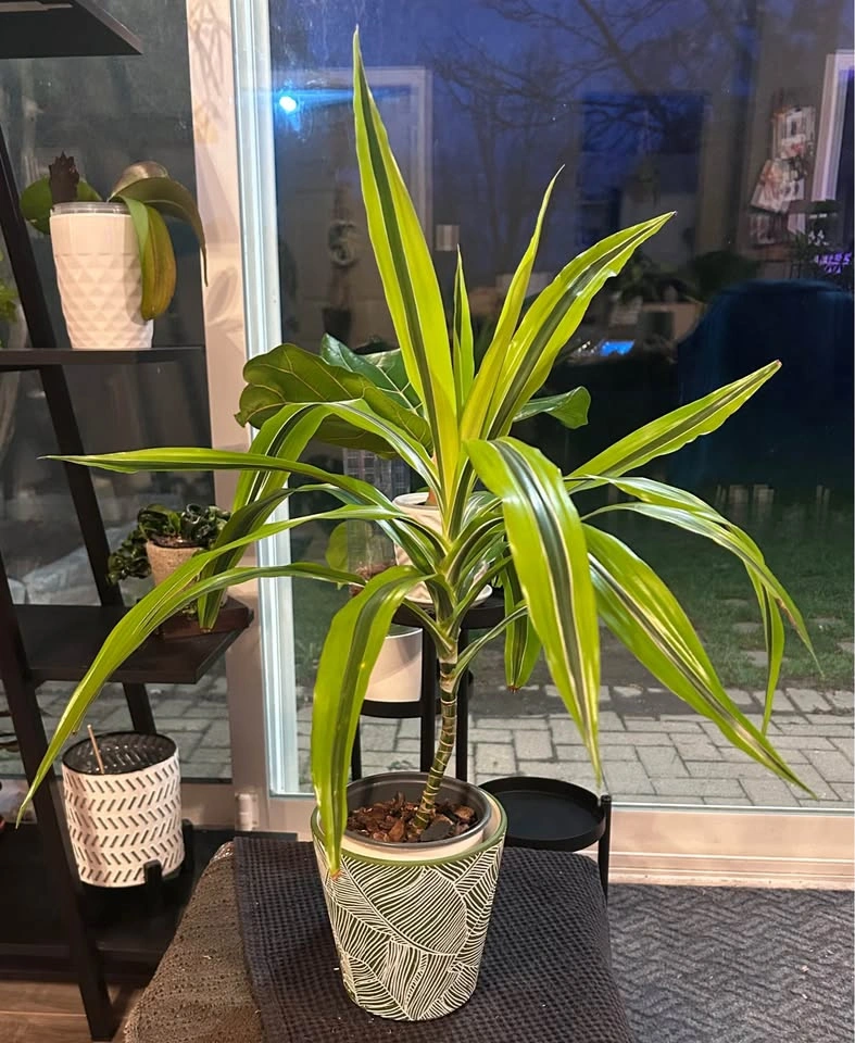 60 cm beautiful dracaena fragrans “lemon lime”