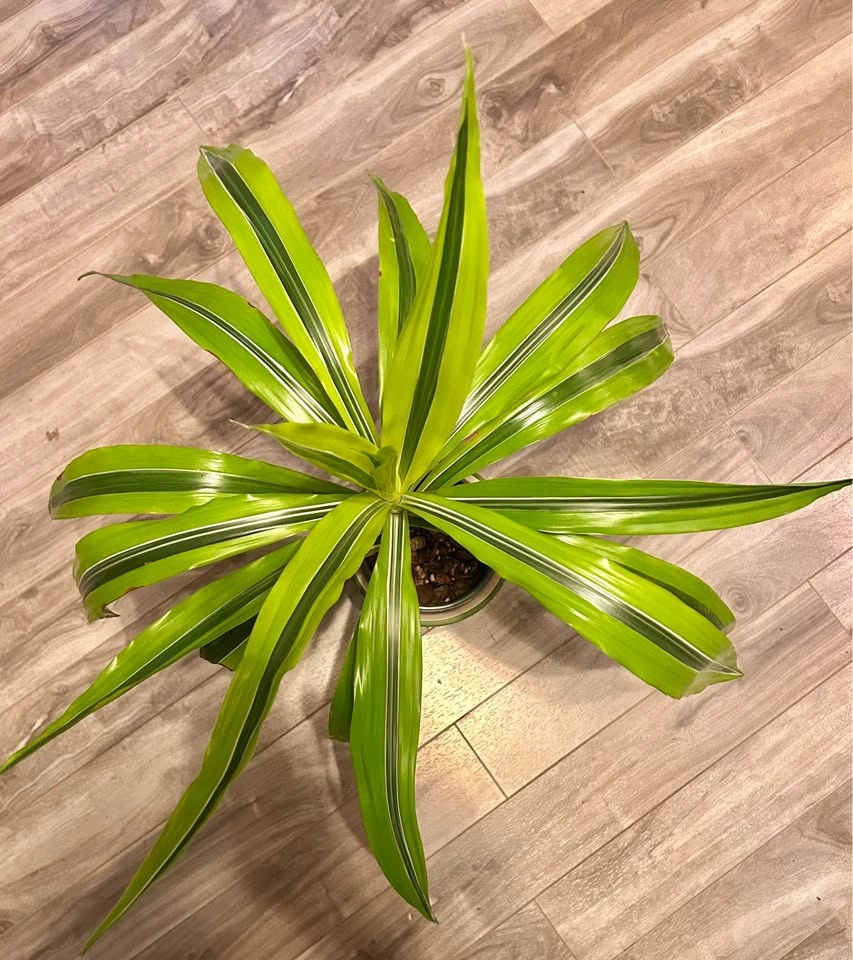 60 cm beautiful dracaena fragrans “lemon lime” - photo 2