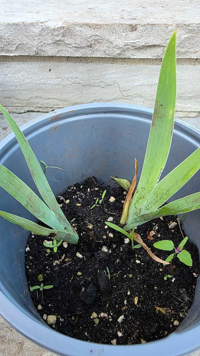 Iris Plants in Pot