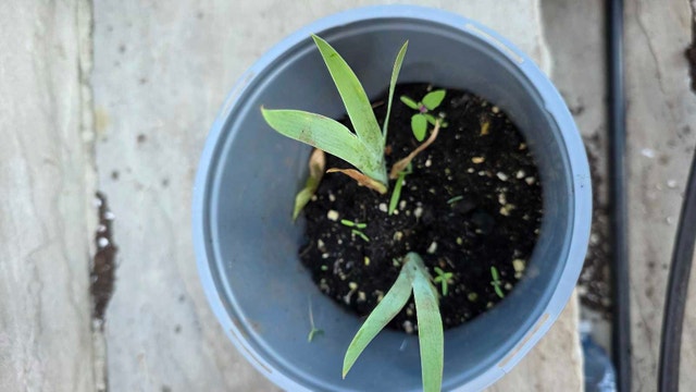 Iris Plants in Pot - photo 2
