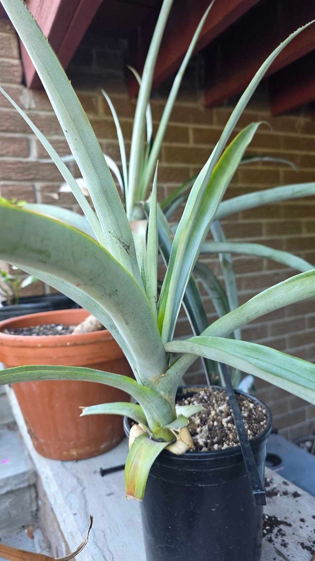 Pineapple Plant