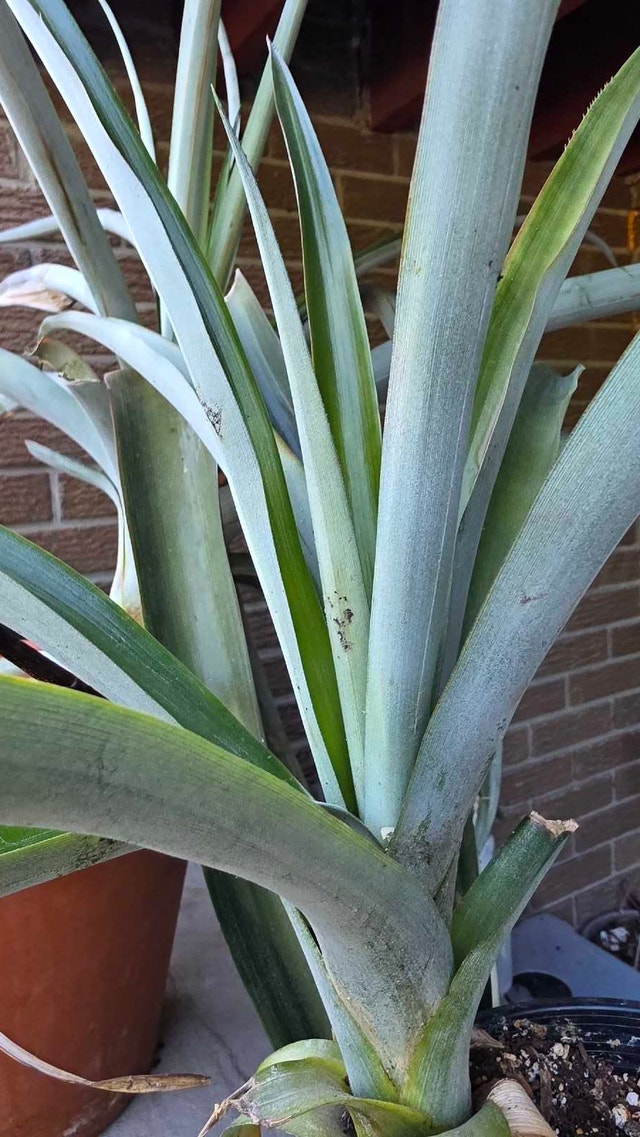 Pineapple Plant - photo 2