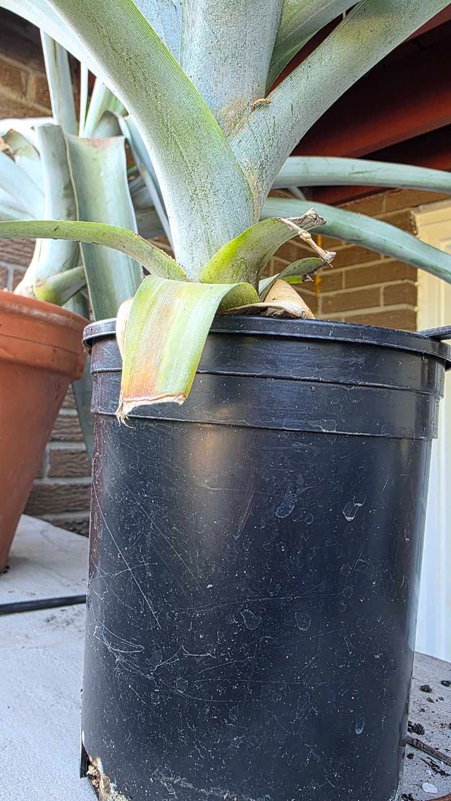 Pineapple Plant - photo 3