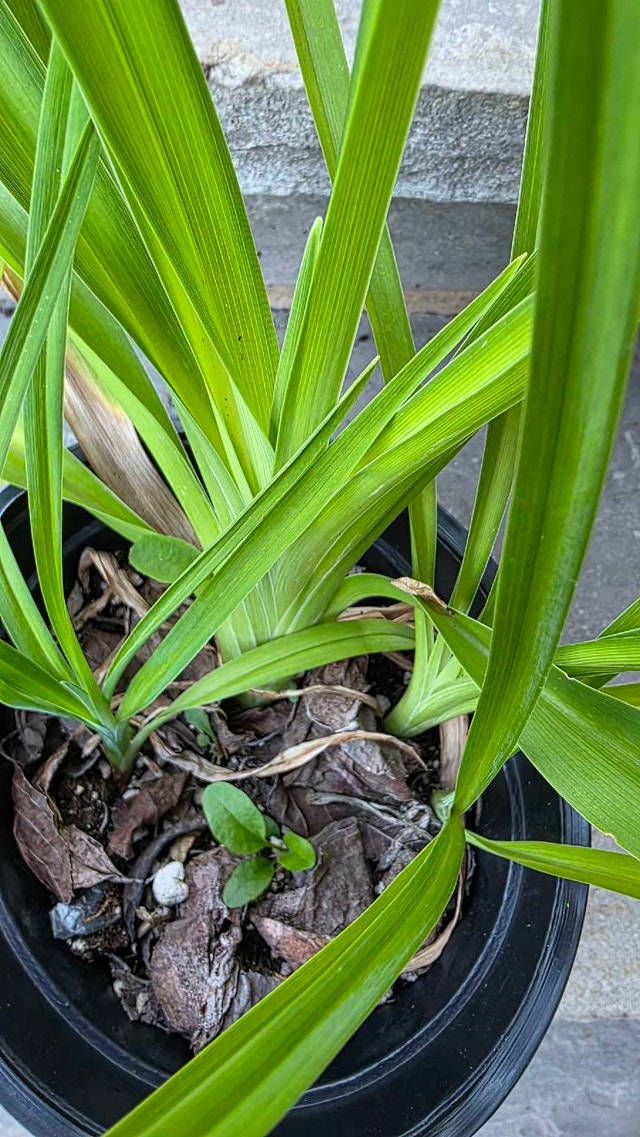 Daylily Plant