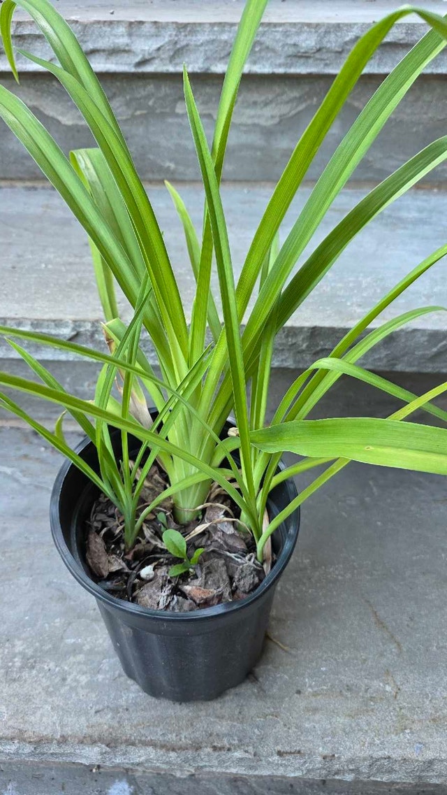 Daylily Plant - photo 2