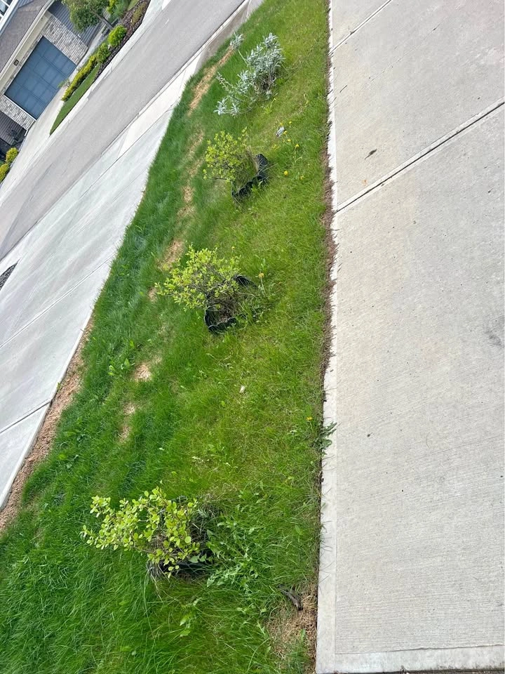 Shrubs for sell